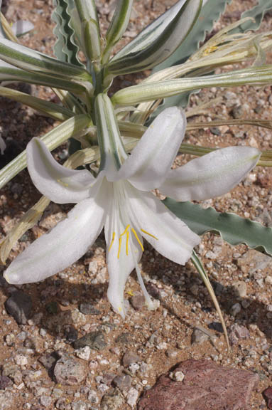 Hesperocallis undulata